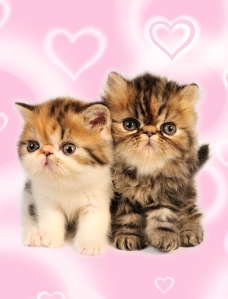 pic of two kittens