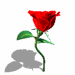 Dancing-flower-Rose-animation from netanimations.net