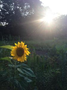 picture of sunflower taken by Heidi Carter